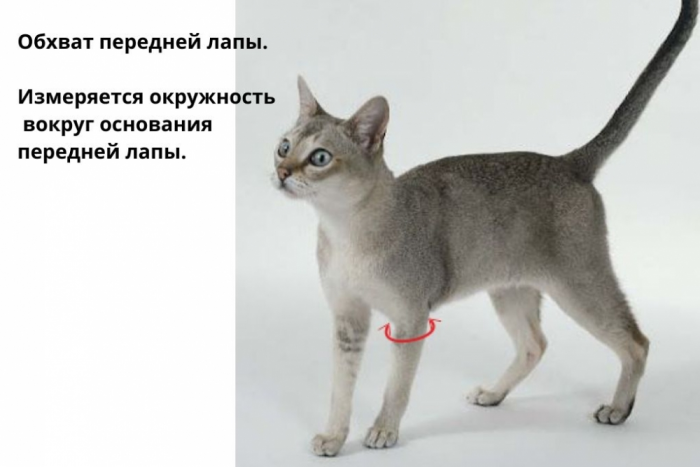 Выкройки для кошек. Шлейка фото