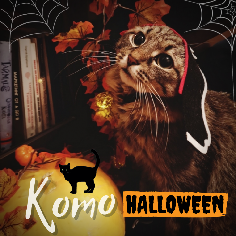 Кото Halloween фото