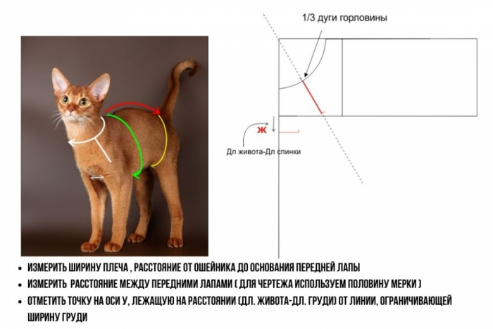 Выкройка свитшота для кота фото