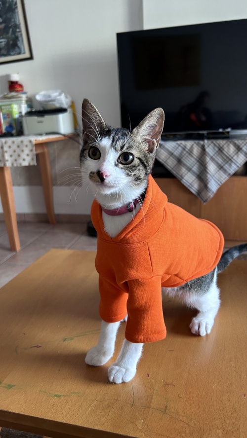 Как я сшила свитшот для кота фото