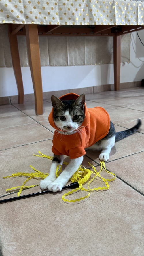 Как я сшила свитшот для кота фото