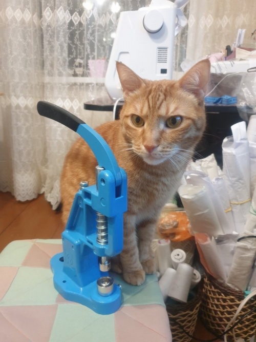 Как я сшила свитшот для кота фото