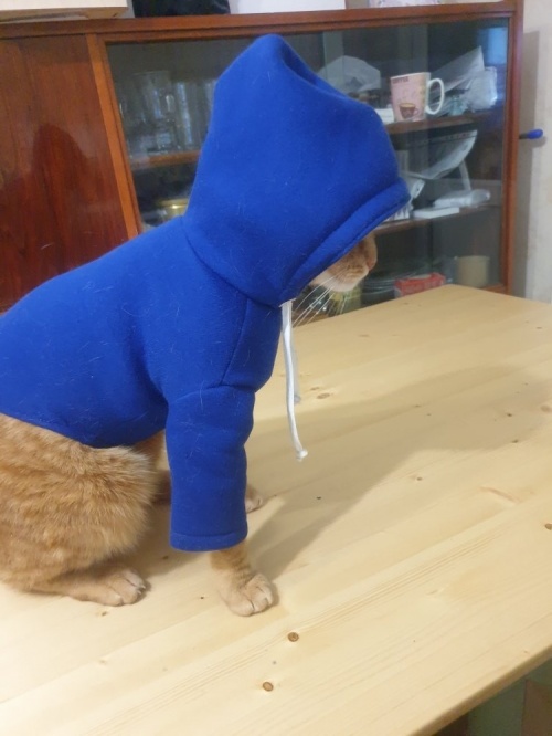 Как я сшила свитшот для кота фото