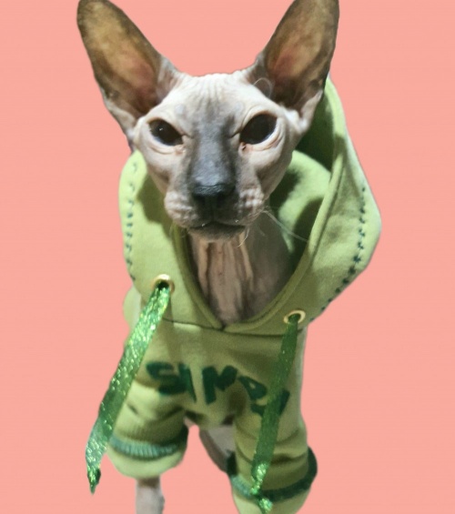 Как я сшила свитшот для кота фото