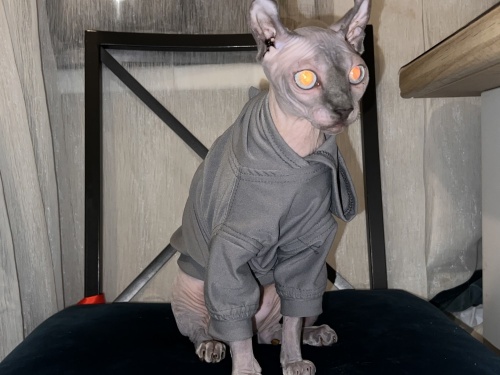 Как я сшила свитшот для кота фото