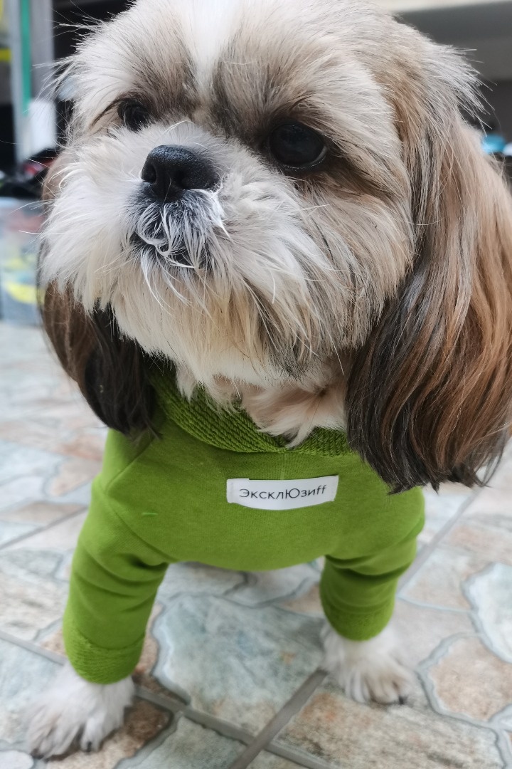 Свитшот для ши-тцу фото