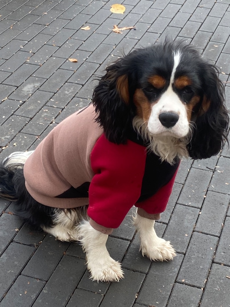 Худи для собаки фото