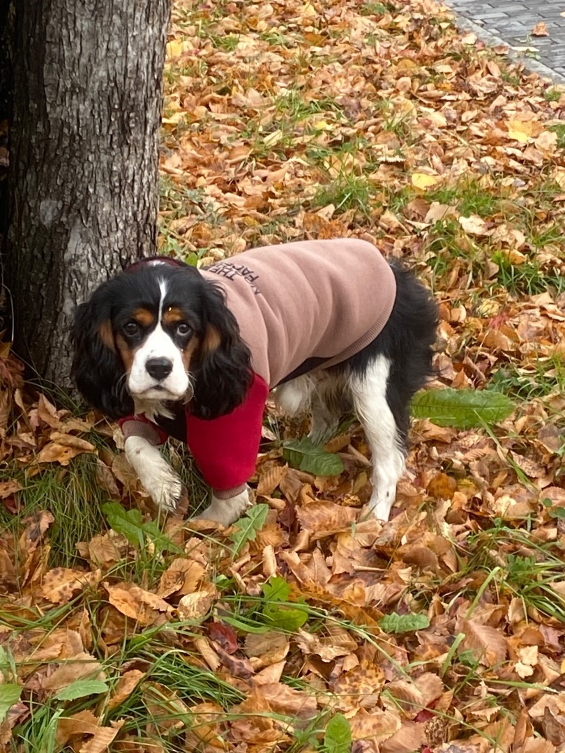 Худи для собаки фото