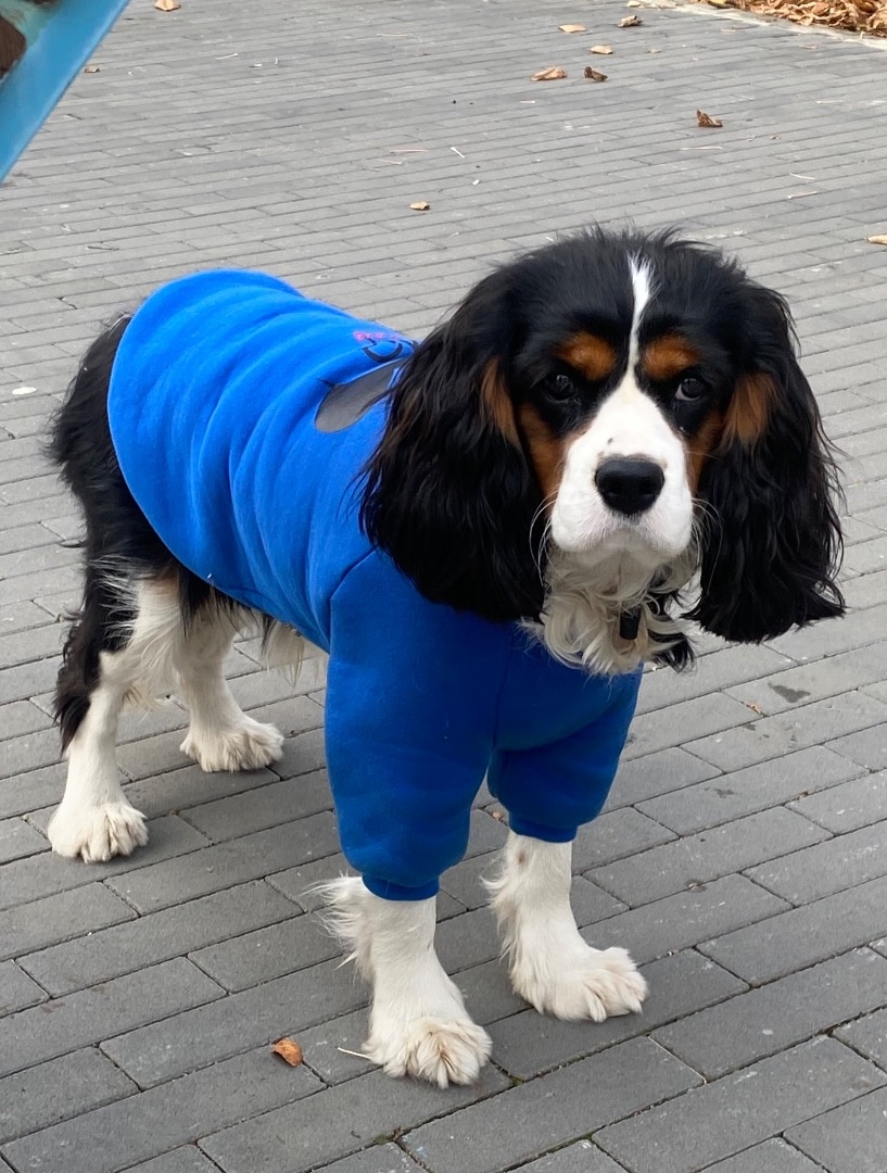 Худи для собаки фото