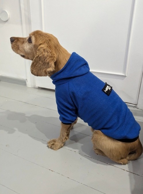 Худи для собаки