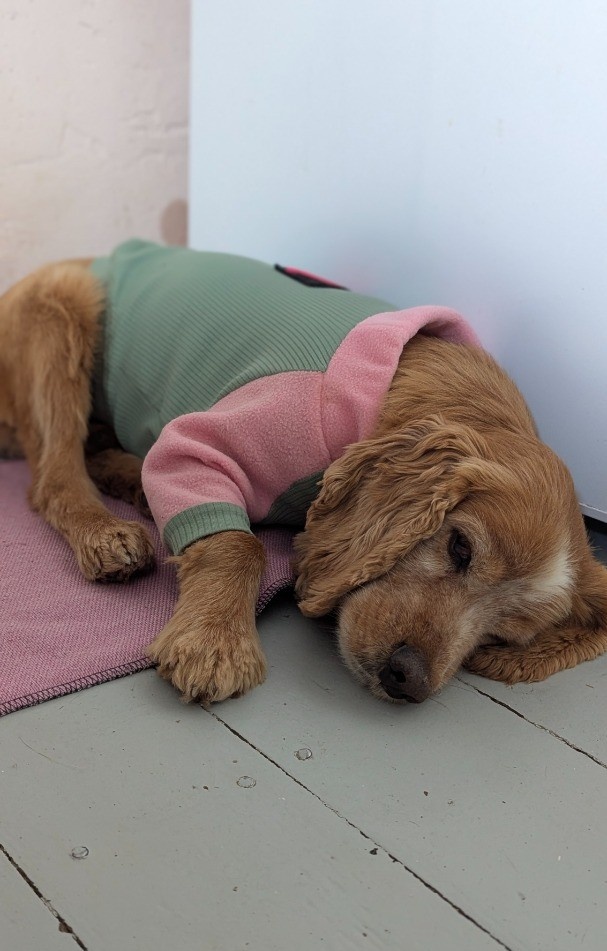 Худи для собаки фото