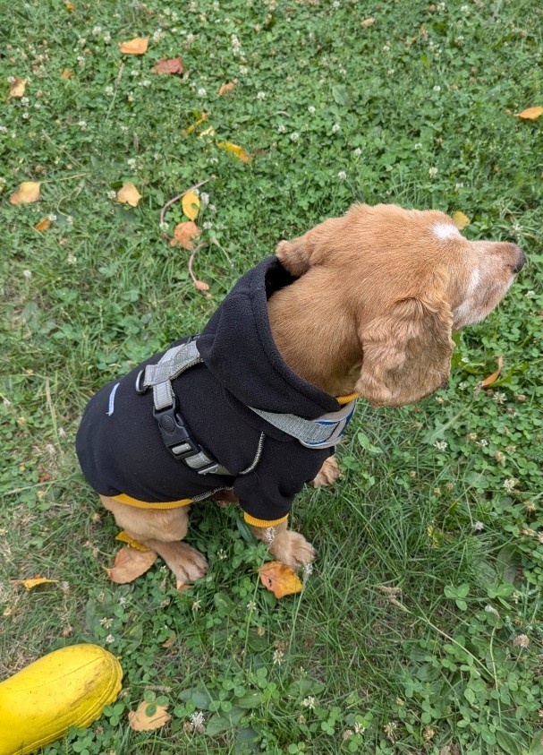 Худи для собаки фото