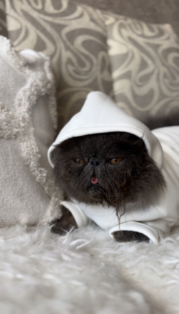 Худи для котосыночки фото