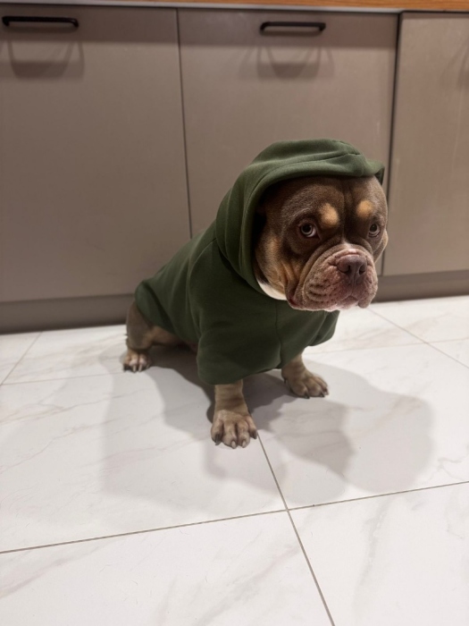 Худи для любимца!