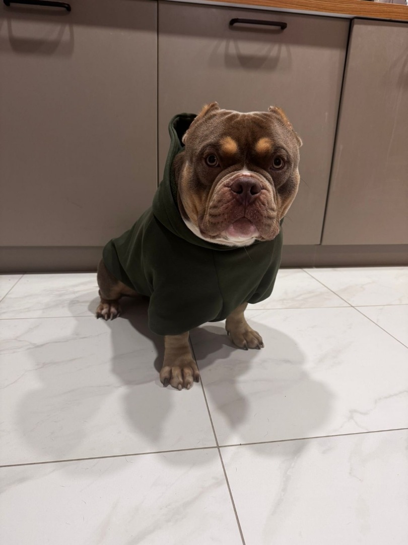 Худи для любимца! фото