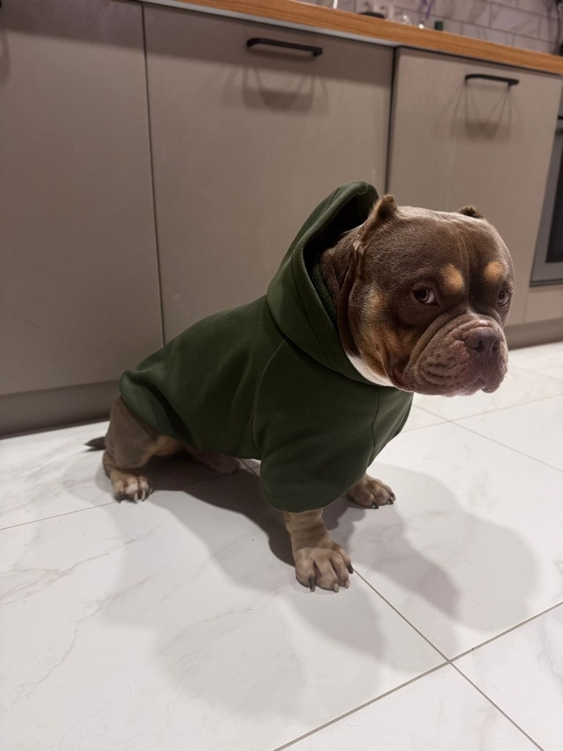 Худи для любимца! фото