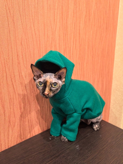 Свитшот для кошки