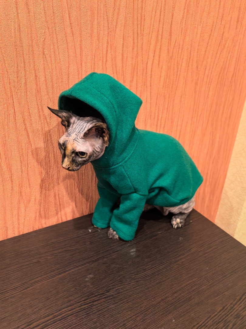 Свитшот для кошки фото