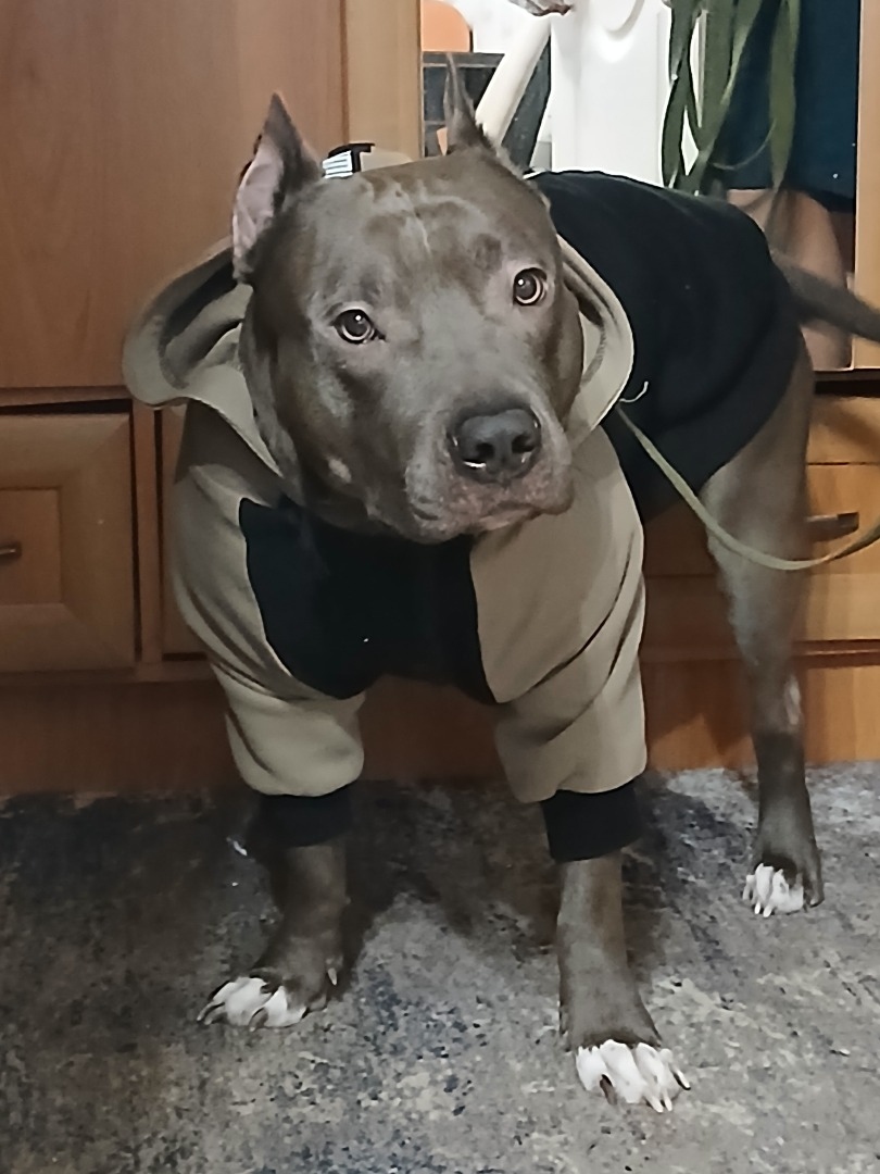 Худи для Арчи фото